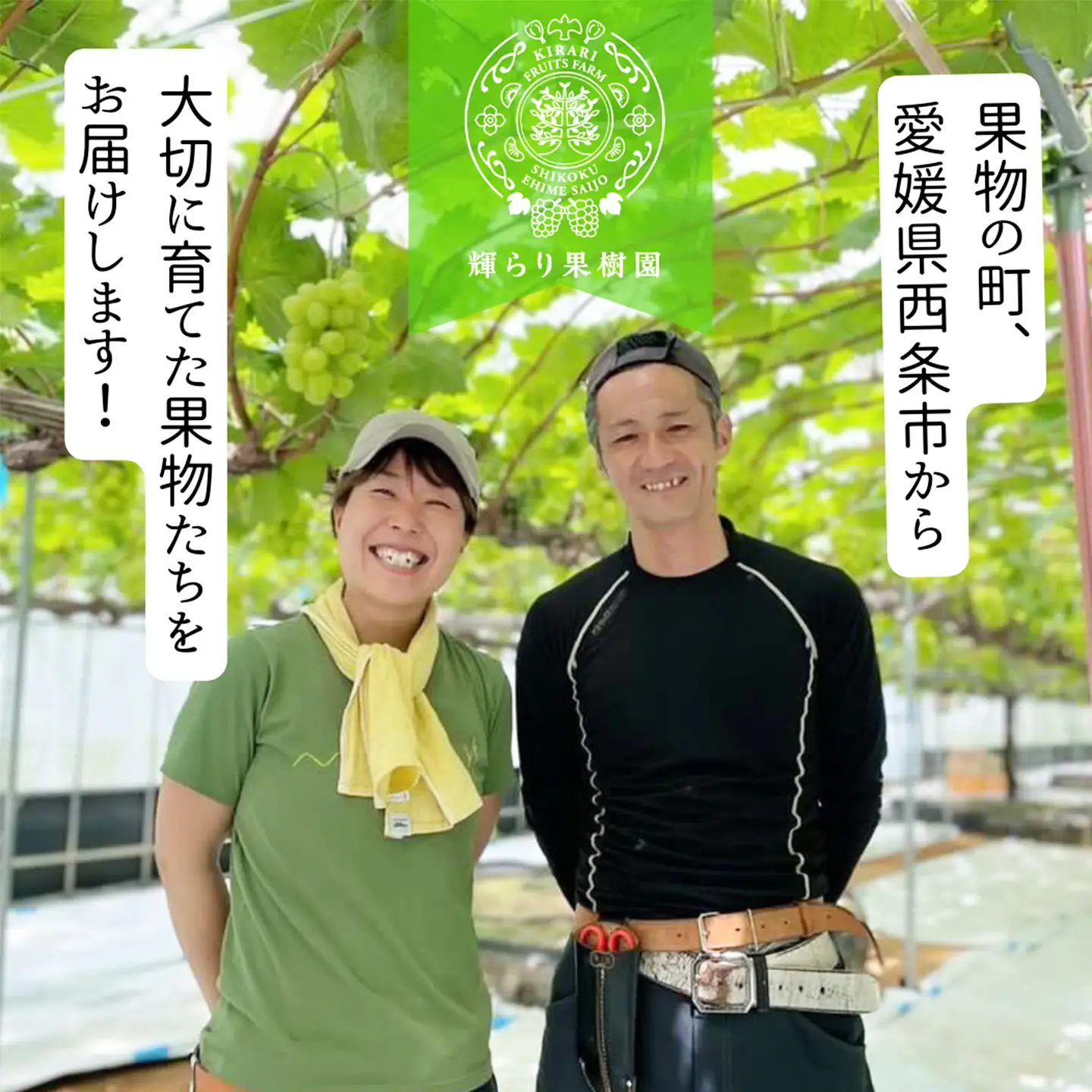 【先行予約】完熟ぶどう食べ比べセット シャインマスカットと旬ぶどう 2㎏（3～5房） 2026年9月発送　西条市 輝らり果樹園　秋ぶどう