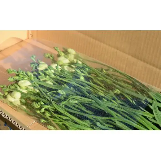 【先行予約】2027年2月発送：香り華やぐ フリージア 黄色　100本 生産者直送 直送 生花 切り花 花 はな 春 先行予約 予約 茨城県 利根町