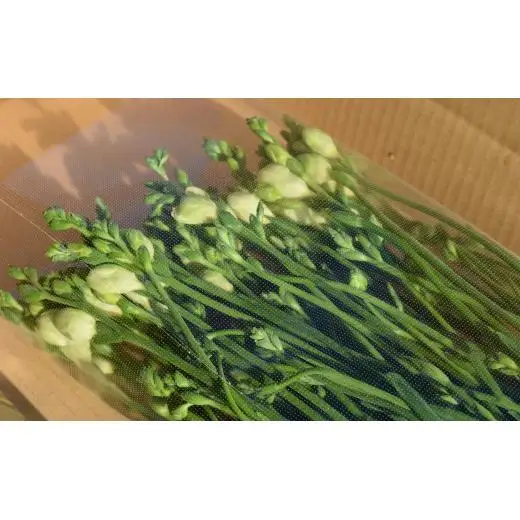 【先行予約】2027年年1月発送：香り華やぐ フリージア 黄色　100本 生産者直送 直送 生花 切り花 花 はな 春 先行予約 予約 茨城県 利根町