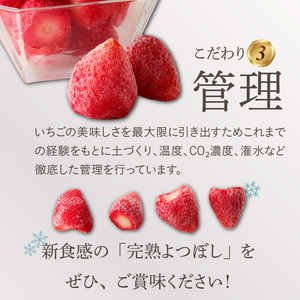 旬のおいしさそのまま！池田農園の特殊冷凍よつぼし1.5kg_いちご 特殊冷凍 よつぼし 1.5kg 750g × 2 旬 美味しい 完熟 甘い 濃厚 アートロックフリーザー サクサク 食感 栄養 池田農園 フルーツ スムージー おやつ スイーツ 冷凍 お取り寄せ お取り寄せフルーツ 食べ物 福岡県 久留米市 送料無料 〔Fi212〕