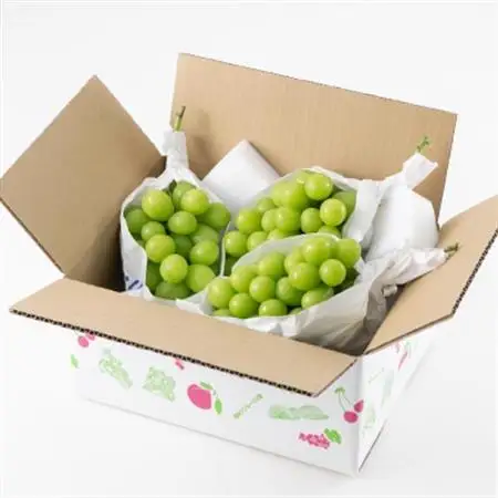 【2026年発送】山梨市産「シャインマスカット(種なし)」 約1.5kg (約500g×3房)_甘いシャインマスカット あまいシャインマスカット 美味しいシャインマスカット おいしいシャインマスカット 人気のシャインマスカット 瑞々しいシャインマスカット _【配送不可地域：離島・沖縄県】【1117303】