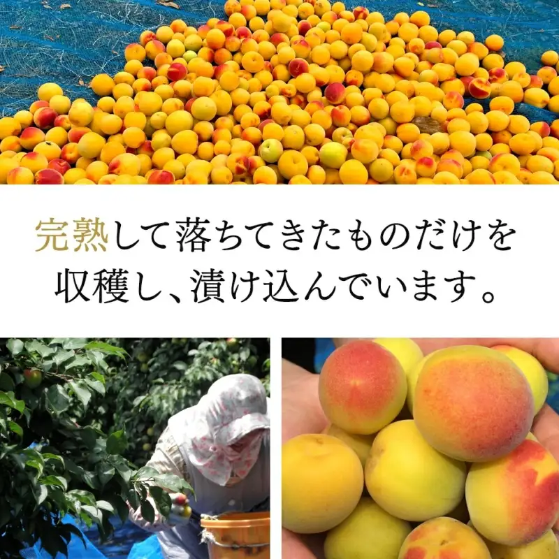 完熟梅酒「上芳養」（アルコール度数13％以上14％未満）720ｍｌ×６本  / 和歌山県 和歌山県産 不動農園 上芳養 田辺市 南高梅 紀州南高梅 完熟梅 梅酒 お酒 無添加梅酒 無添加 ロック 水割り 宅飲み 家飲み【hdu004-2】