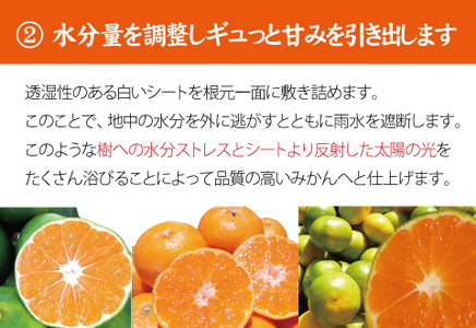  【2026年秋頃発送予約分】【農家直送】こだわりの青切りみかん 約10kg 有機質肥料100%　 サイズ混合　※2026年9月下旬より順次発送予定（お届け日指定不可）/ミカン 蜜柑 柑橘 フルーツ くだもの 果物 【nuk108F】