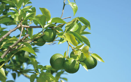 久保田食品 四万十ぶしゅかんアイスキャンデー 10本 入り 冷菓 菓子 冷凍 冷凍便 アイス アイスキャンデー スイーツ おやつ おいしい 四万十市産 ぶしゅかん 人気 おすすめ ご当地 お取り寄せ ギフト 夏ギフト お中元 お歳暮 のし対応 26-443