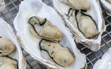 カキグラタン 16個 菅原商店 岩手県 三陸山田 山田町 カキ かき 牡蠣 海産品 海産物 レンジ調理 冷凍 惣菜 簡単 おかず おつまみ 海鮮 魚介 魚介類 YD-822