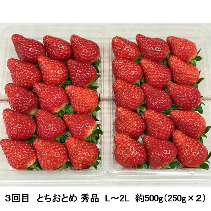 【定期便3回】秋から始まる！山形もぐもぐフルーツ定期便 【令和8年産先行予約】FU23-926 くだもの 果物 フルーツ 山形 山形県 山形市 2026年産