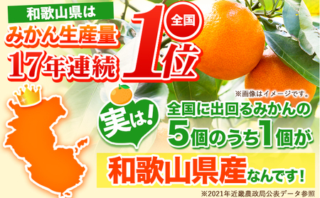 【先行予約】早生みかん(田口早生) 約5kg《2026年11月中旬～12月末頃より出荷予定(土日祝除く)》ｍ＆ｎ果実園 和歌山県 紀の川市 送料無料 蜜柑 柑橘 果物 フルーツ 温州みかん 早生みかん 田口早生