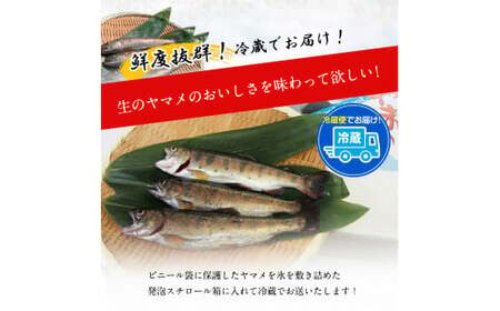 ヤマメ 1kg 山江村 ヤマメ生産組合 