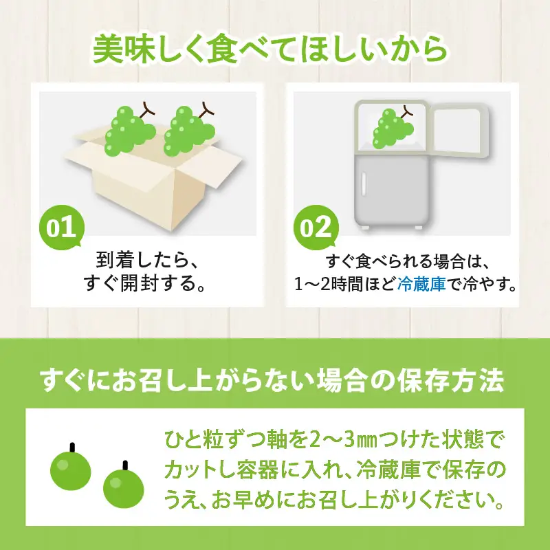 【先行予約】【種なし】【朝採れ】【秀品】上野梨園のシャインマスカット 農園直送【上野の葡萄】 / ぶどう フルーツ 果物 くだもの 贈答 お土産 種なし 旬 皮ごと食べる 　美容 ぶどう狩り 巨峰に負けない 爽やかな甘さ 大粒 新鮮 朝採れ 厳選※2026年9月上旬より順次発送 [aw077-a011]
