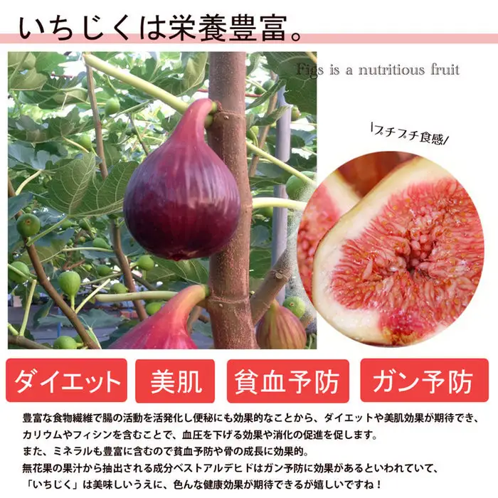 いちじく 朝採り 【2026年配送】　約1kg ／ 無花果 イチジク フルーツ くだもの 果物 果実 朝採れ 新鮮 農家直送 河南町産 大阪府 特産品 No.330