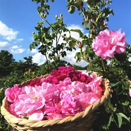 蓼科高原からお届けする薔薇の自然派化粧水(オールドローズローション)120mL_美容 化粧水・乳液・美容液 スキンケア _【1416283】