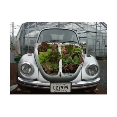 サボテン相談室の多肉植物寄せ植え用カット苗セット(20個)_花・観葉植物 観葉植物・苗木  _【1338178】