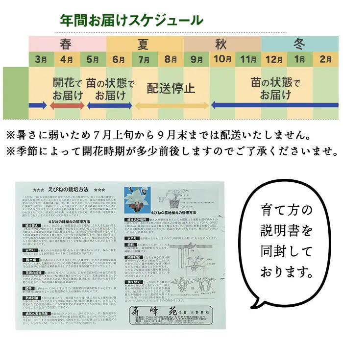 【個数限定】えびね蘭 4本～5本 Dコース 苗 鉢入り【00-045-04】