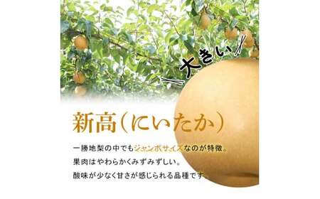 FKP9-653 【先行予約】一勝地梨/新高 約5kg なし ナシ 梨 デザート フルーツ 果物 くだもの 果実 食品
