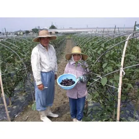 阿波のちびなす_野菜 茄子  なす ナス  惣菜・加工品  漬物 _【配送不可地域：離島】【1355303】
