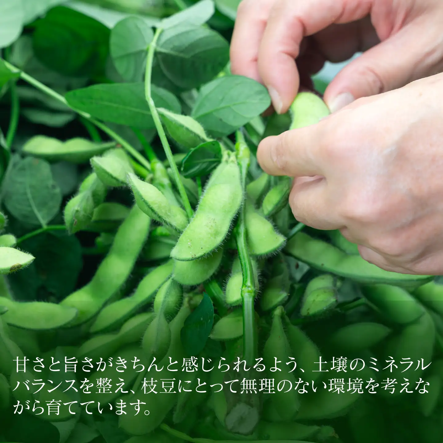 【先行予約】枝豆 梵天薫えだまめ（優品・家庭用）180g×10袋 枝豆