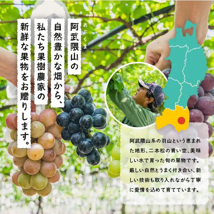 《2026年9月中旬以降順次発送》羽山のぶどう シャインマスカット 1.5kg【羽山果樹組合】