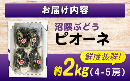 【期間限定/8月下旬〜9月上旬頃発送】沼隈ぶどう「ピオーネ」 約2kg [BAEV002]ピオーネ