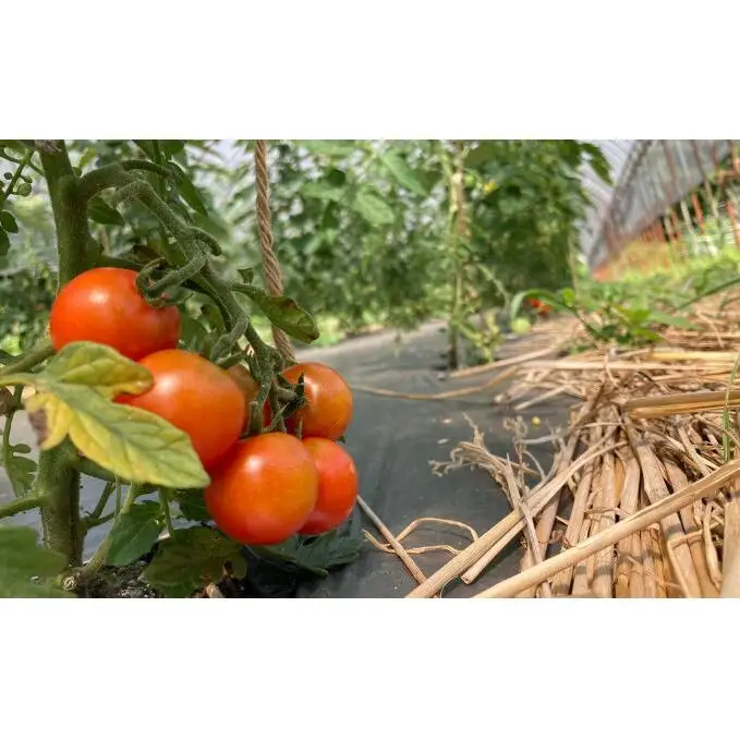 有機栽培 夏野菜 8～10品 詰め合わせ 群馬県産 東吾妻 有機JAS 認証取得 野菜セット 旬の野菜 夏野菜セット 食材 国産 お楽しみ 食品セット 食卓 