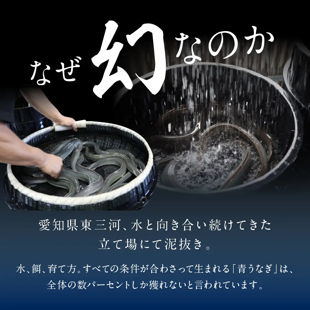 特上 幻の青うなぎ 2尾 うなぎ 丑の日 田原市