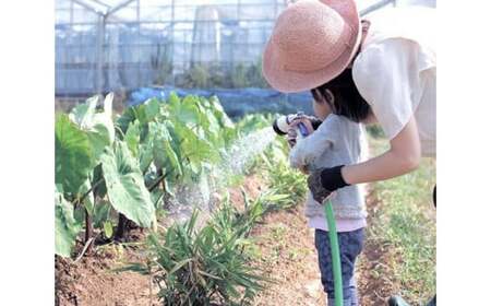 【渥美半島より新鮮野菜をお届けします】 旬彩野菜バスケット 約3kg ／ 季節野菜 採れたて 露地栽培 旬 愛知県 特産品 産地直送 田原市 渥美半島