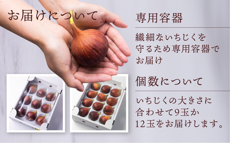 先行予約 完熟 いちじく［極］ 2026年6月～お届け いちじく イチジク フルーツ 果物 いちじく 