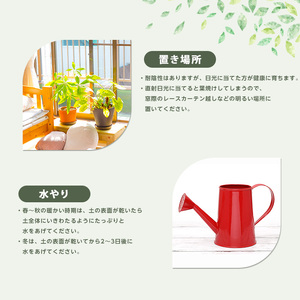 2026年4月上旬～発送【観葉植物】オーガスタ 70cm～90cm 鎌ヶ迫園芸場 IB086-013 観葉植物 植物 鉢付 インテリア 室内 オフィス おしゃれ プレゼント ギフト 開店祝い 移転祝い マイナスイオン 観葉植物 ※北海道・沖縄・離島配送不可
