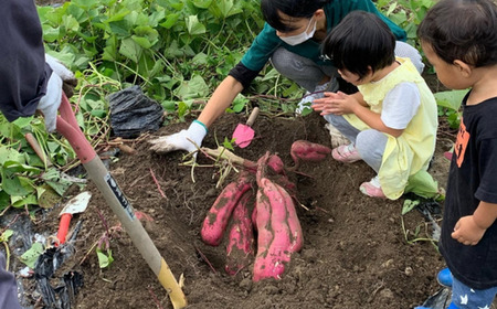 【先行予約】ほしいも 120g×6個【令和8年12月以降発送予定】さつまいも サツマイモ 41-18