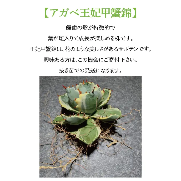 BN030　お部屋の癒し　観葉植物「アガベ（王妃甲蟹錦）」と植物育成ライト「ヘリオスグリーンLED（ブラック）」の2点セット