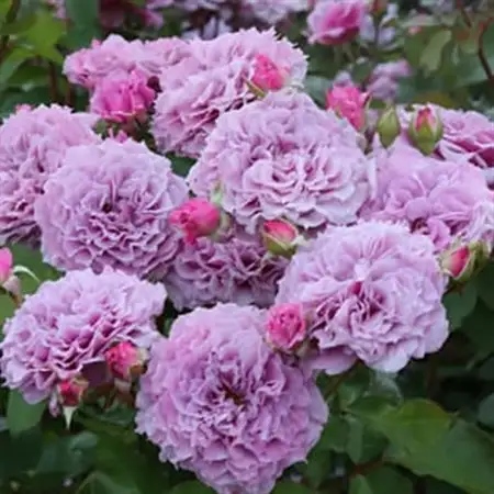 憧れのブランドローズ2鉢　バラ苗(7号鉢植え)_花・観葉植物 観葉植物・苗木  _【1428558】