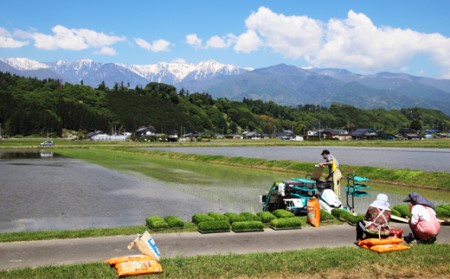 令和7年度産【無洗米】長野県産「特別栽培米コシヒカリ１等級」（10kg）マイ・ファーム中坪 お米 おこめ こしひかり 白米