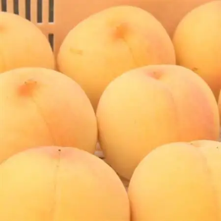 【2026年発送】山梨市産　黄金桃　約2kg(5～8玉)【配送不可地域：離島】【1431879】