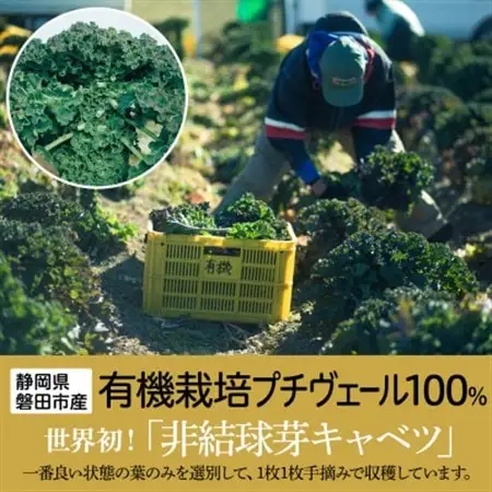野菜でカルシウム!【完全無添加 プチヴェール(R)100%サプリメント 静岡県磐田市産】_サプリ プチヴェール タブレット プチヴェール100% 野菜サプリメント サプリメント 無添加 有機栽培 手軽 野菜 国産 カルシウム ビタミン 静岡県 送料無料_【1419795】