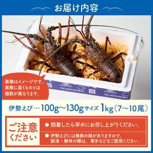 房州産伊勢えび(房州海老)総量 1kg【おがくず梱包】 mi0020-0001