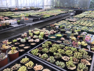 多肉植物「ハオルチア 5種セット」 mi0034-0003