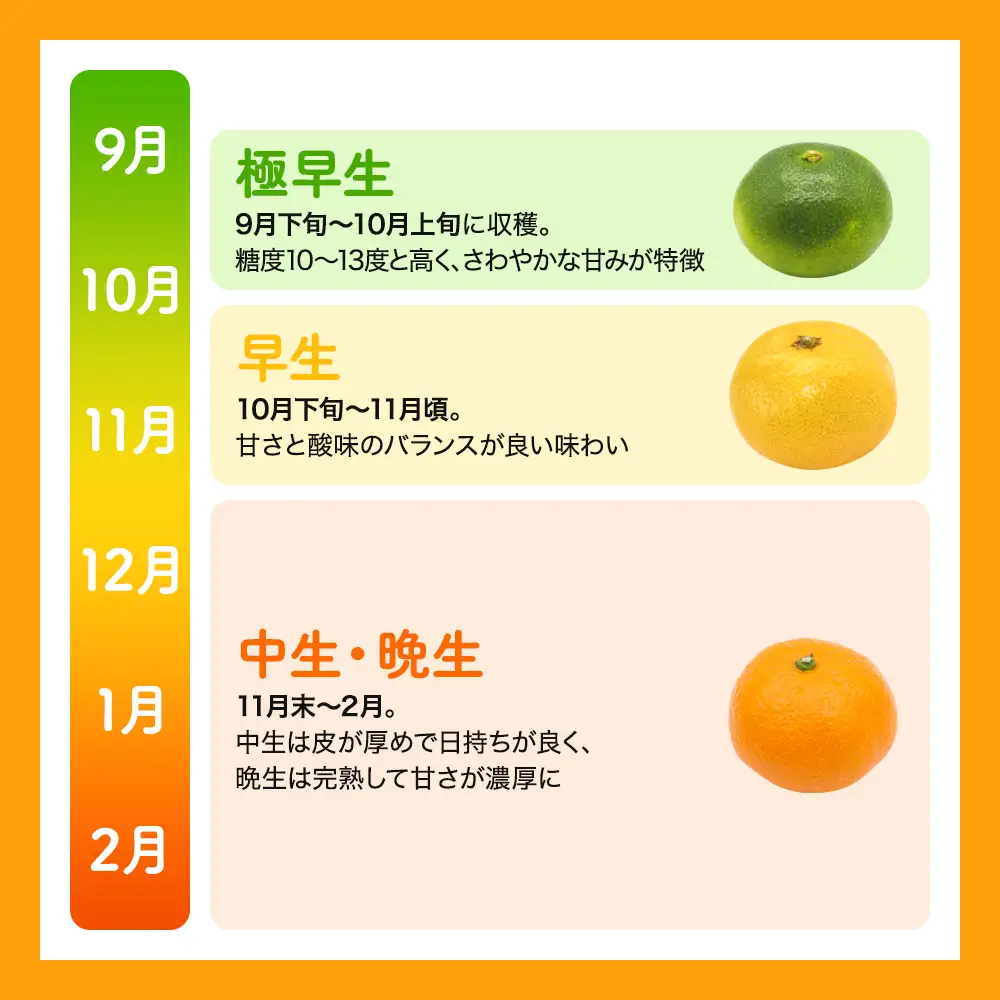  【先行予約】訳あり品 温州みかん 「おてんば娘」10kg(早生・中生・晩稲)【S～2Lサイズおまかせ】【2026年10月中旬～2027年2月下旬頃までに順次発送】＜味好農園＞/みかん 蜜柑 柑橘 温州みかん 訳あり 果物 フルーツ 【agy004-c-10】