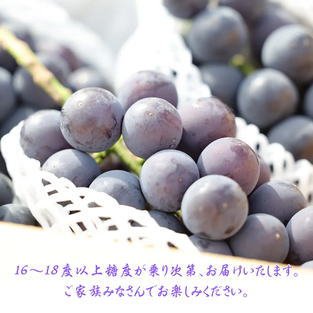 ≪先行受付≫【数量限定】まるさん農園の巨峰　約1ｋｇ　合計２～３房［MR-102］