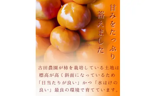  富有柿 秀品 約3kg※箱込み(8個～10個入り)  / 柿 カキ 甘い 美味しい 紀州和歌山産 ※2026年11月中旬～12月上旬に順次発送致します。【frt504-r-huyu-3】