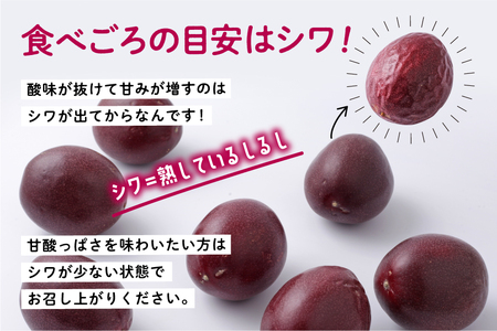 【先行予約】《令和8年度》 種子島産パッションフルーツ 1ケース ( 12個入り )  パッションフルーツ 果物 フルーツ 食品 グルメ お取り寄せ お中元 人気 おすすめ 返礼品 南種子町 鹿児島 かごしま 【有限会社新栄物産】