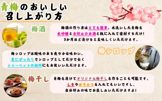  南高梅 青梅 紀州 10kg (L～2Lサイズおまかせ) 紀美野町産 【JAながみね】 / 梅 紀州南高梅 和歌山県産 梅干し 梅酒 梅シロップ 梅ジュース ※2026年6月中旬～6月下旬に順次発送 ※沖縄・離島配送不可 【jan005A】