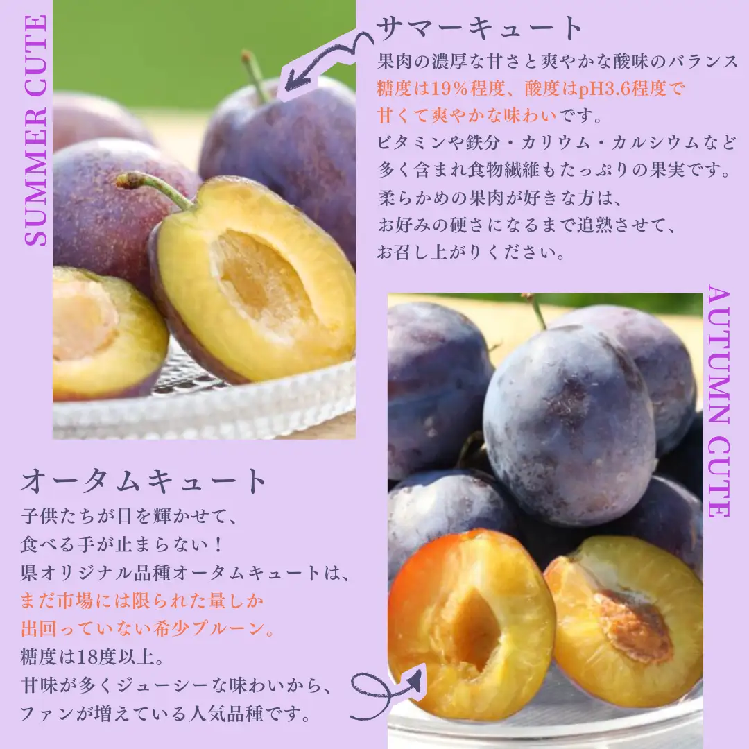 【予約便・2026年発送】りんごやSUDA 定期便全3回　旬の生プルーン（RS-T502）