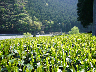 7-4 生粋川根茶澤本園 ふるさとありがとう26