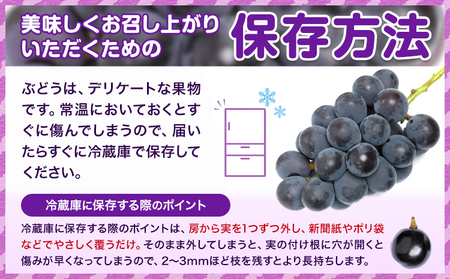 訳あり ニューピオーネ 約1.2kg