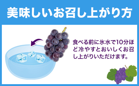 ニューピオーネ ご家庭用 1.2kg 2 ~ 3房