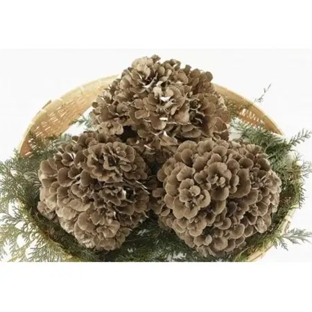 【のし付き】まいたけ粉末(100g×2袋)【1429449】