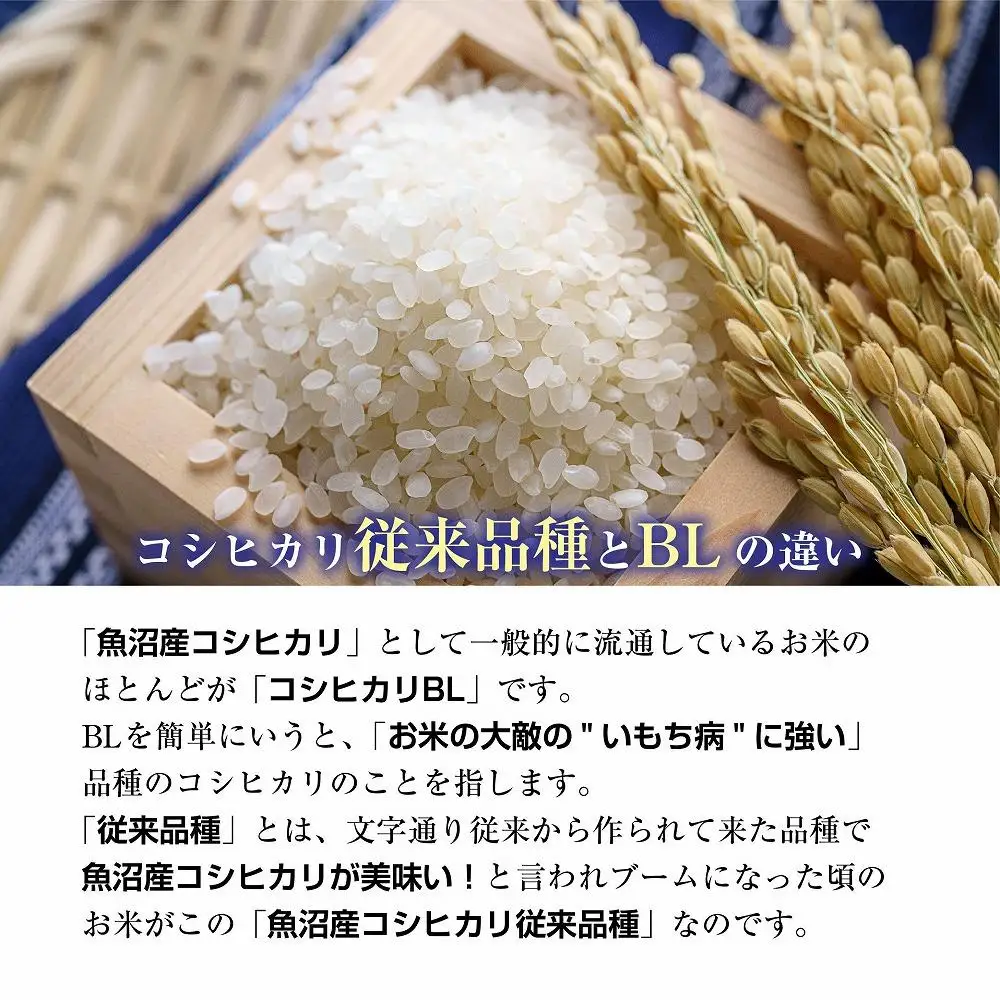 新潟県 南魚沼産 コシヒカリ 【従来品種】塩沢地区 お米 5kg  精米済み（お米の美味しい炊き方ガイド付き）【銘柄米 ブランド米 精米 こしひかり コシヒカリ 魚沼産 新潟米 産地直送 お米 米 こめ コメ ご飯 御飯 ごはん】