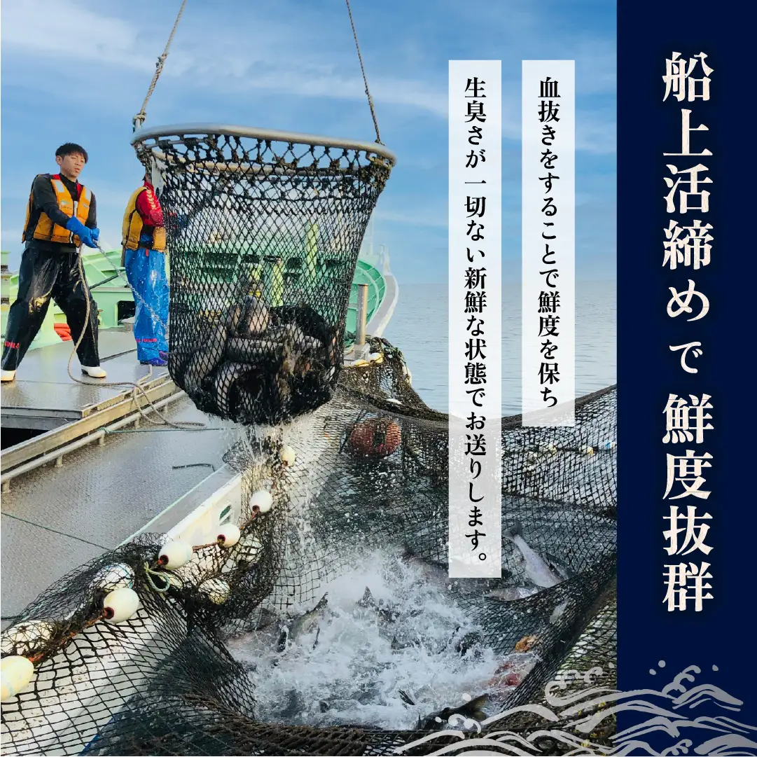 【先行受付】【訳あり】知床斜里産 天然秋鮭の切り身 約1.3kg 船上活締め