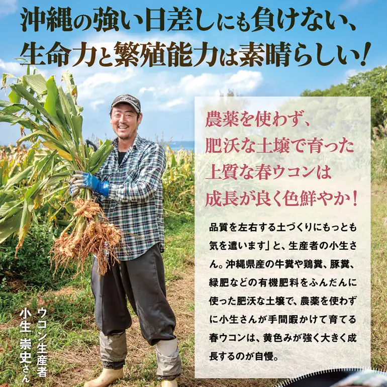 【金秀バイオ】春ウコン 粒 900粒 6袋 セット 180日 分(約 6ヶ月 分) サプリ サプリメント 沖縄県産 春ウコン 100% 栽培期間中農薬・化学肥料不使用 クルクミン ミネラル 鉄分 抗酸化作用 国産ウコン 姜黄 キョウオウ 国産 健康食品 沖縄県 糸満市