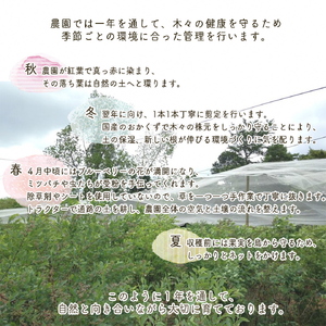 朝摘みブルーベリー 生果実 600g ベリー