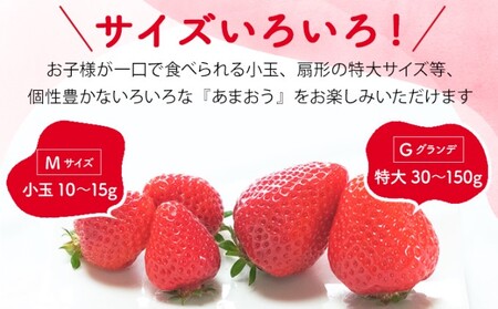 訳あり いちご 2027年2月下旬より発送 あまおう サイズ色々 8パック 約2.28kg 配送不可 離島 果物 フルーツ 福岡県特産 デザート おやつ 産地直送 